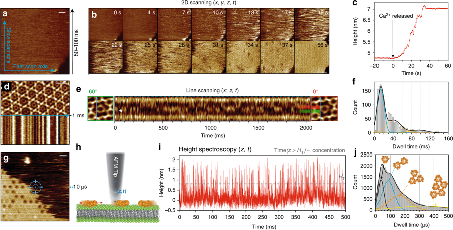 Increasing the temporal resolution of HS-AFM by reducing the dimensionality of data acquisition. a HS-AFM image of a DOPC/DOPS (8:2) membrane in the presence of annexin-V and NP-EGTA-caged Ca2+. Blue arrows illustrate the slow- (vertical) and the fast-scan axis (horizontal). Images can be captured at up to 10–20 frames s−1. b HS-AFM movie frames of A5 membrane-binding, self-assembly and formation of p6 2D-crystals upon UV-illumination induced Ca2+-release. c Average height/time trace of the membrane area in b. d Averaged HS-AFM image of an A5 p6-lattice overlaid with the subsequent line scanning kymograph, obtained by scanning repeatedly the central x-direction line as illustrated by the blue arrow with a maximum rate of 1000–2000 lines s−1. e Line scanning kymograph across one protomer of the non-p6 trimer, marked by * in d and e at a rate of 417 lines s−1 (2.4 ms per line). f Histogram of state dwell-times of the molecule in e. g HS-AFM image of an A5 p6-lattice partially covering a DOPC/DOPS (8:2) SLB surface during self-assembly. HS-AFM height spectroscopy (HS-AFM-HS) is performed following halting the x- and y-piezos to capture height information at a fixed position at the center of the image (illustrated by the target). h Schematic showing the principle of HS-AFM-HS. The AFM tip is oscillated in z at a fixed x,y-position, detecting single molecule dynamics such as diffusion under the tip. i Height/time trace obtained by HS-AFM-HS with the tip positioned at the center of image (g). The height/time trace allows determination of the local A5 concentration analyzing the time fraction of the occurrence of height peaks. j Dwell-time analysis of each height peak of diffusing A5 from 60 s height/time data and subsequent fitting of the distribution to multiple Gaussians (possible molecular aggregates corresponding to the fits with distinct dwell-times (τD) are shown above the graph). All scale bars: 20 nm, NanoWorld Ultra-Short Cantilevers (USC) for Fast-/High-Speed AFM ( USC-F1.2-k0.15 ) were used.