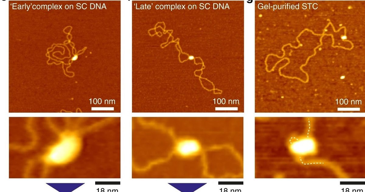 The free energy landscape of retroviral integration – Blog