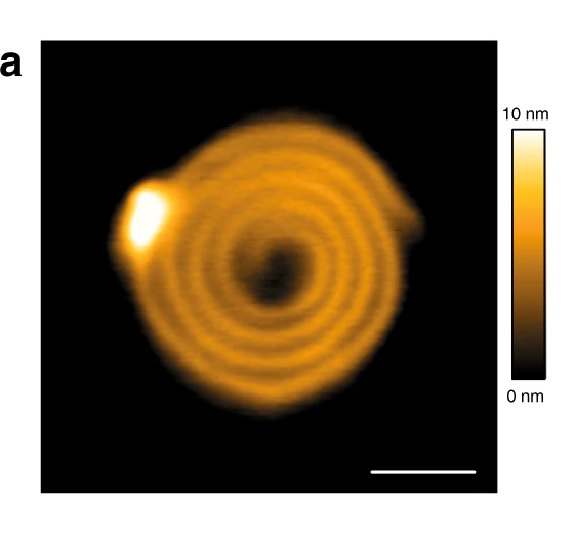 Figure 1 from «Human ESCRT-III polymers assemble on positively curved membranes and induce helical membrane tube formation” by Aurélie Bertin et al.:
CHMP4-ΔC flattens LUVs and binds preferentially to flat membranes or to membranes with a positive mean curvature.
1a CHMP4B-ΔC spirals observed by HS-AFM on a lipid bilayer. Scale bar: 50 nm.
Please refer to the full article for the complete figure: https://rdcu.be/b5rOe 
