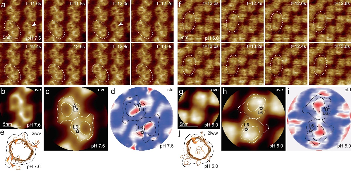 Correlation of membrane protein conformational and functional dynamics - news