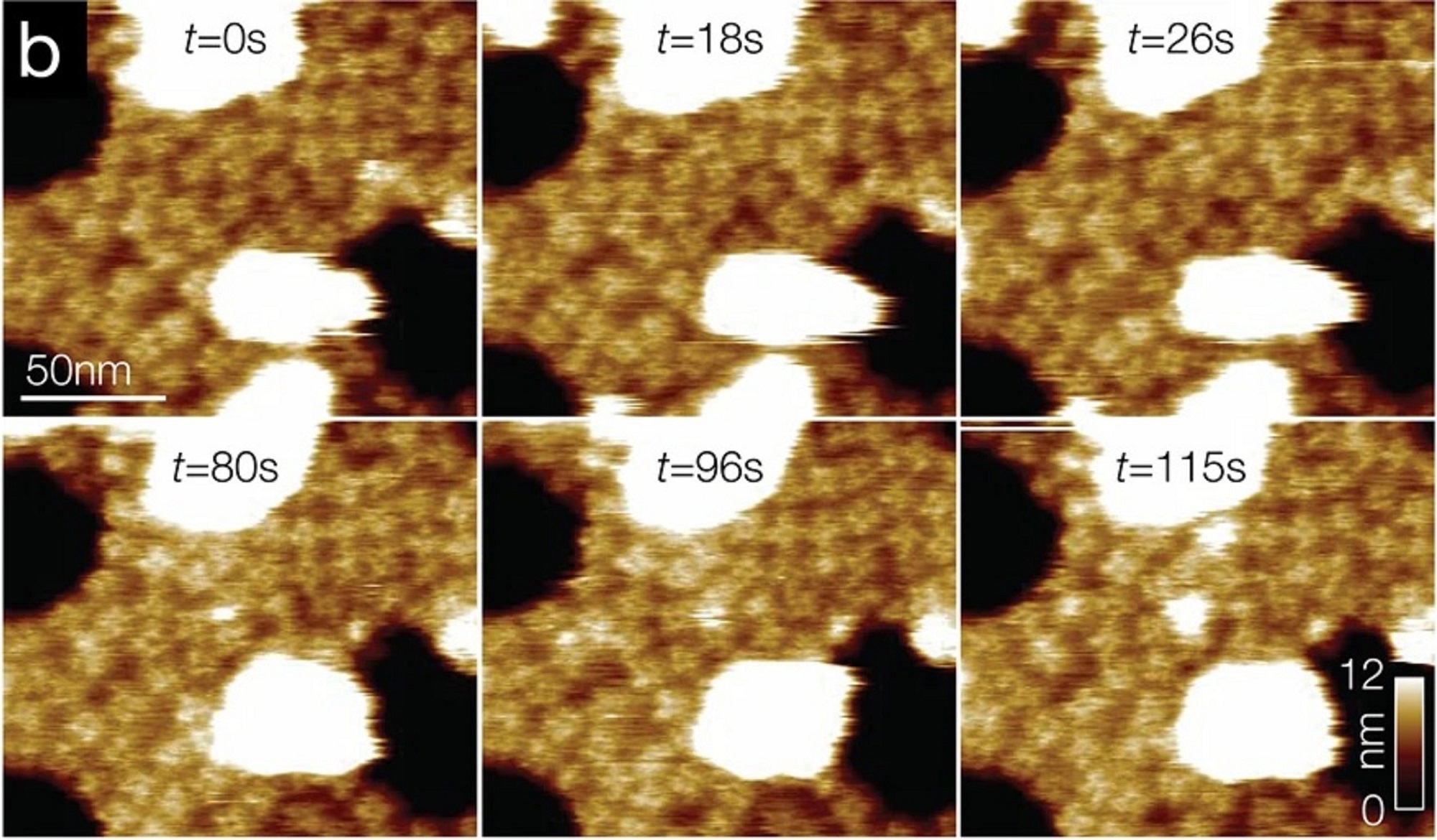 Intrinsically disordered regions in TRPV2 mediate protein-protein interactions - news