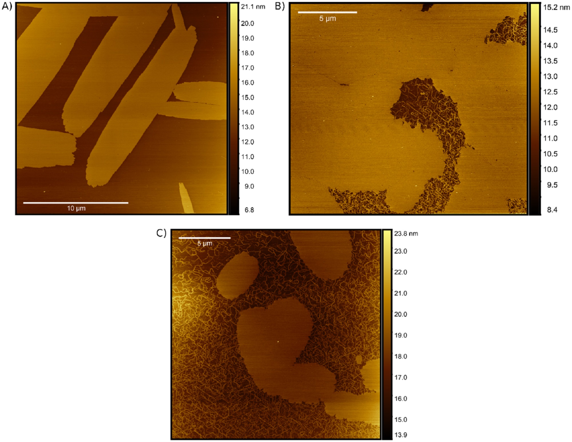 Structural and optical variation of pseudoisocyanine aggregates nucleated on DNA substrates - news