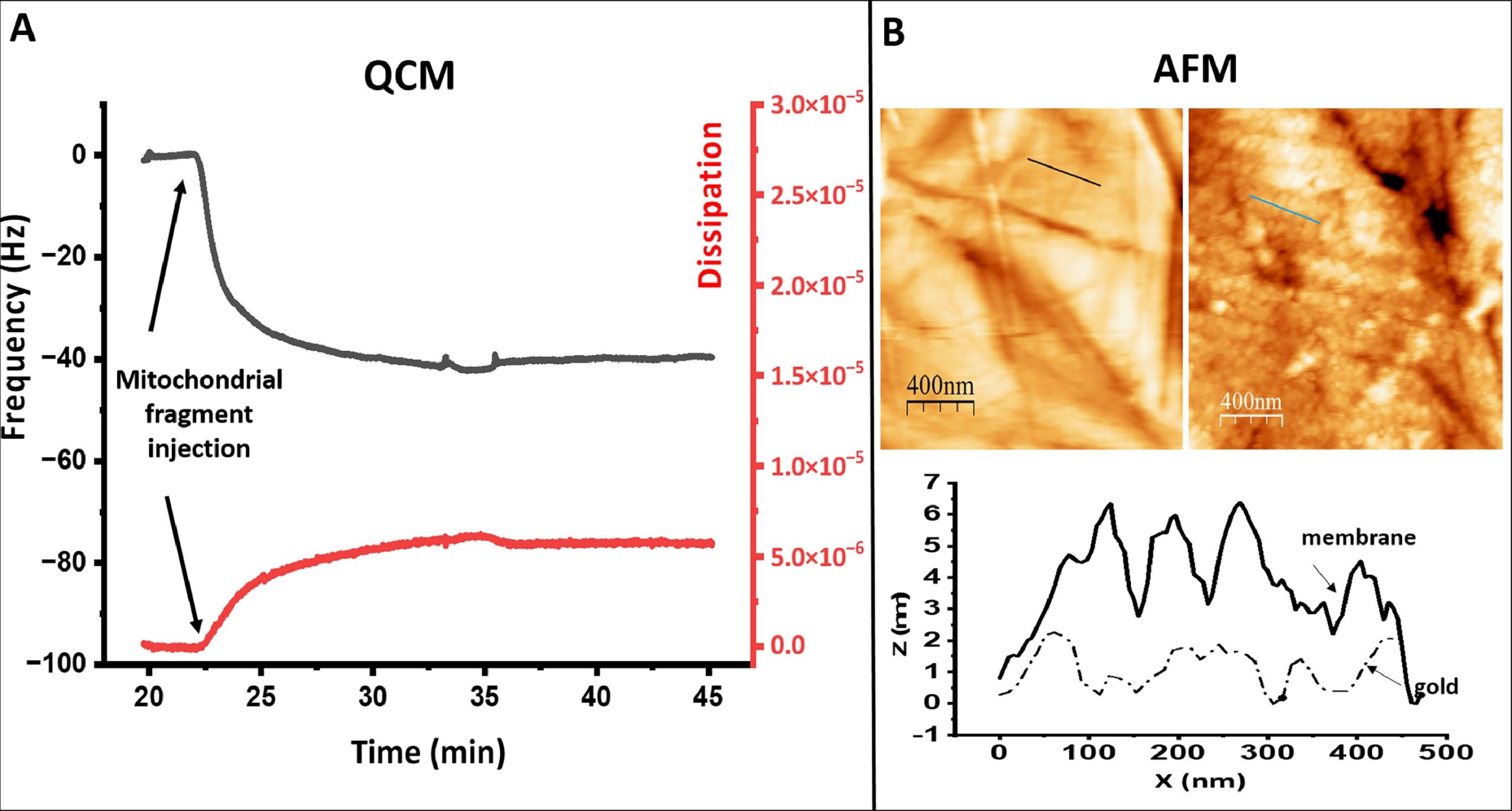 Electrochemical detection of quinone reduced by Complex I Complex II and Complex III in full mitochondrial membranes - news