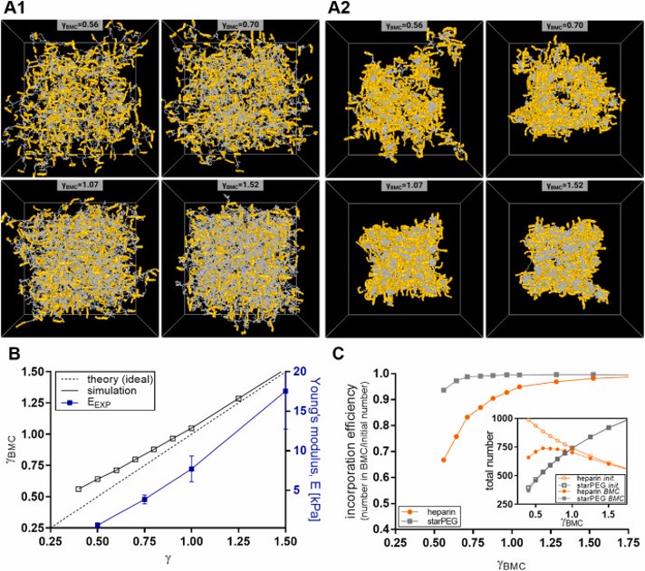 Fig. 5. Computational modelling of starPEG-heparin hydrogel networks