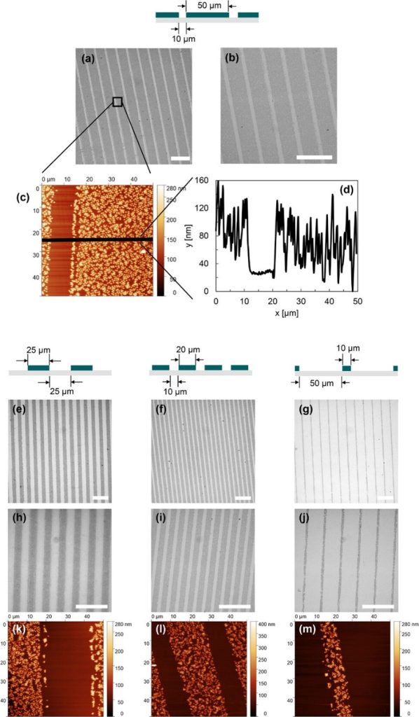 Figure 3Imaging of surfaces structured with p(VCL-co-10mol%GMA-shell) microgels via microcontact printing. a,b,e-j) Light microscopy images and c,k-m) AFM images were recorded. Additionally, d) shows a height profile generated from the AFM image b). The ideal dimensions of resulting patterns are given in the schemes above. Dark grey areas in light microscopy images represent microgel stripes, lighter areas represent the bare glass. Scale bars in light microscopy images: 100 µm.