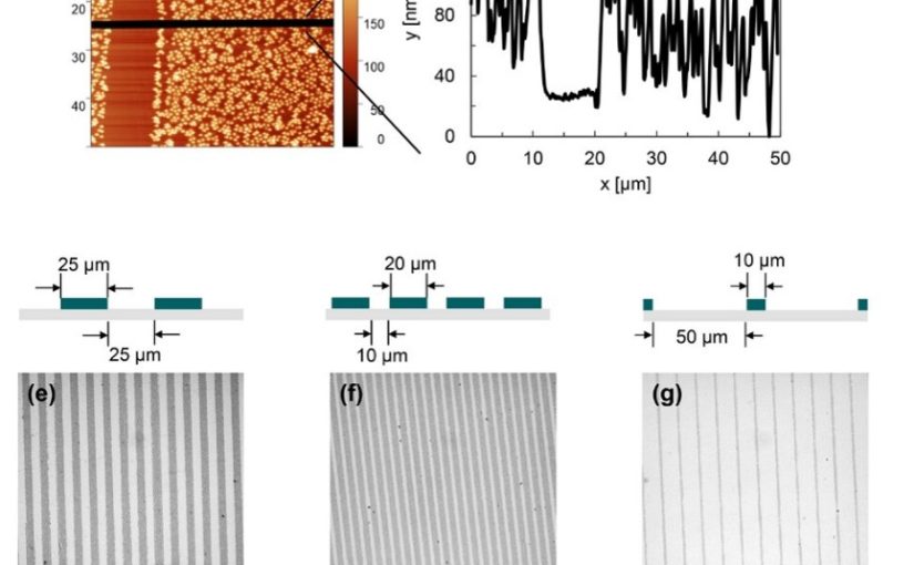 Multifunctional Microstructured Surfaces by Microcontact Printing of Reactive Microgels