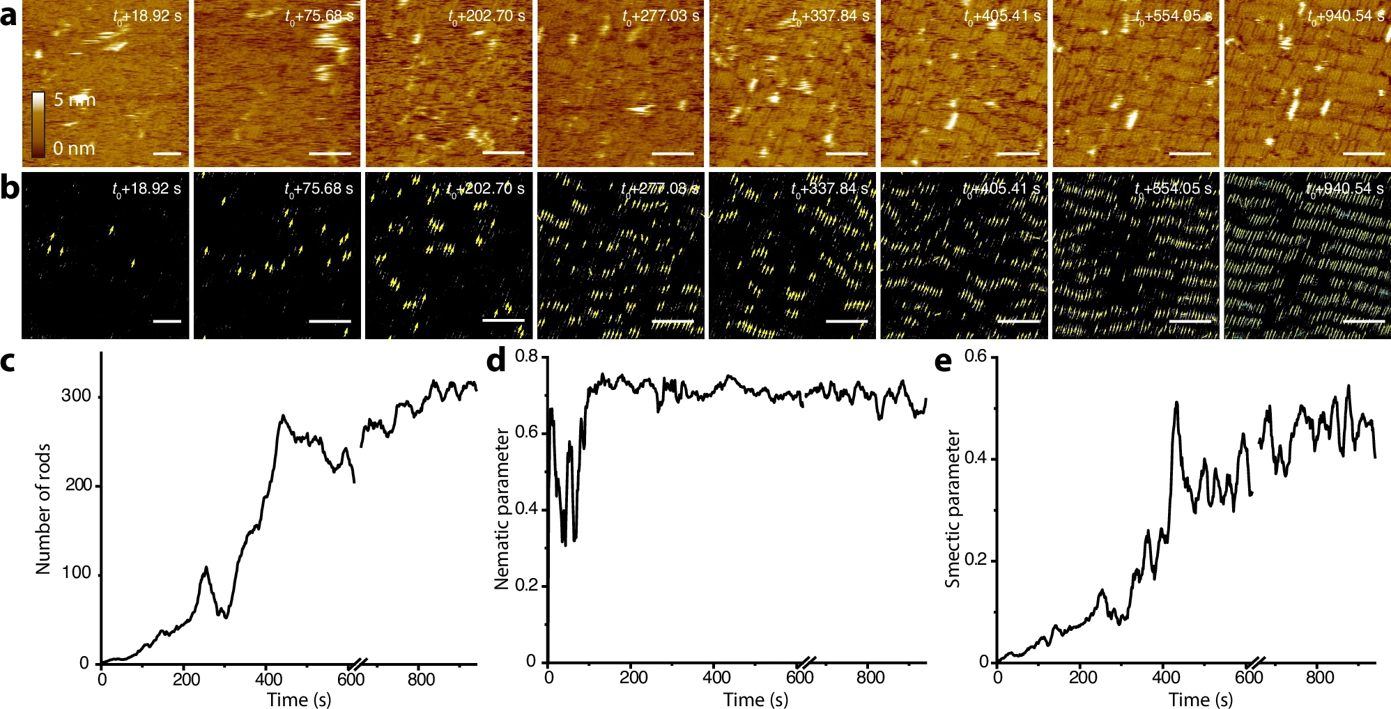 Time-lapse high-speed AFM images and corresponding nanorod identification images showing protein assembly on muscovite mica. Graphs below show the number of rods, nematic alignment and development of smectic order over time.