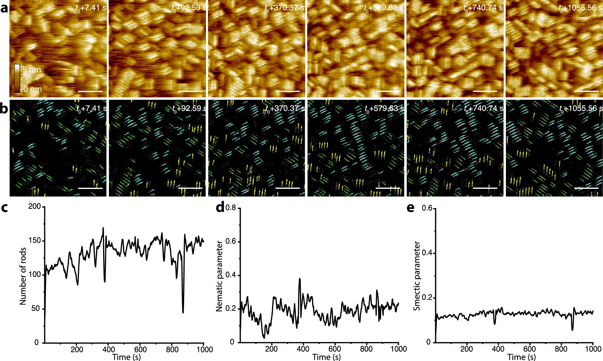 Time-lapse high-speed AFM images and corresponding nanorod identification images showing protein assembly on fluorophlogopite mica. Graphs below show rod counts and comparatively low nematic and smectic order parameters over time.