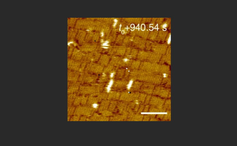 Watching Designed Proteins Assemble with High-Speed AFM